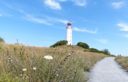 Der Leuchtturm auf Hiddensee im Sommer
